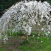 Weeping Santa Rosa Plum
