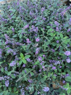 New Products -Selected Plant Seed Shop 55E266CF D817 45A1 85DD 473776036DA4 scaled