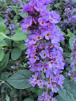 New Products 1 LO & BEHOLD® ‘Blue Chip Jr.’