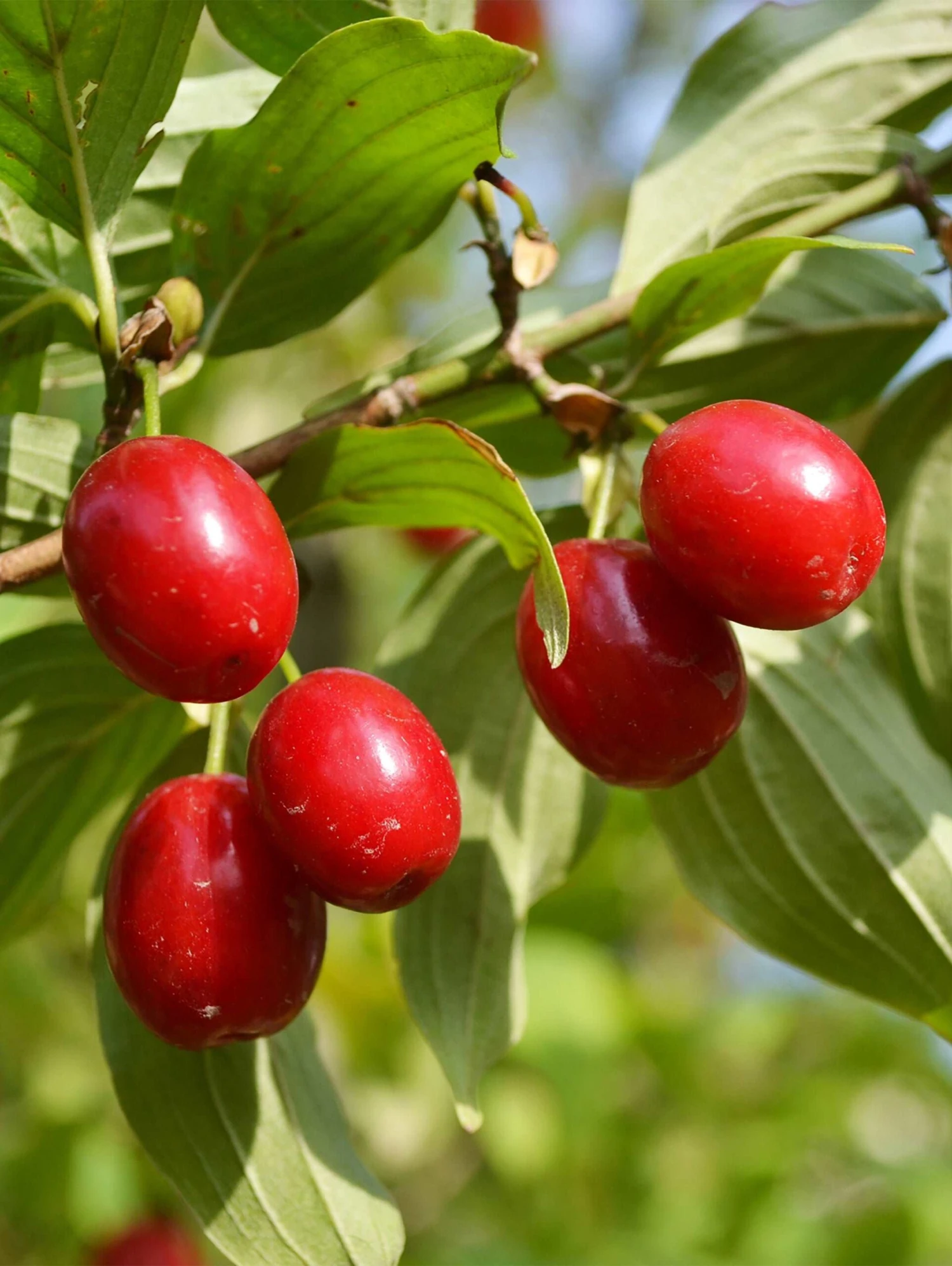 Coral Blaze ™ Cornus Mas 1 Coral Blaze ™ Cornus Mas