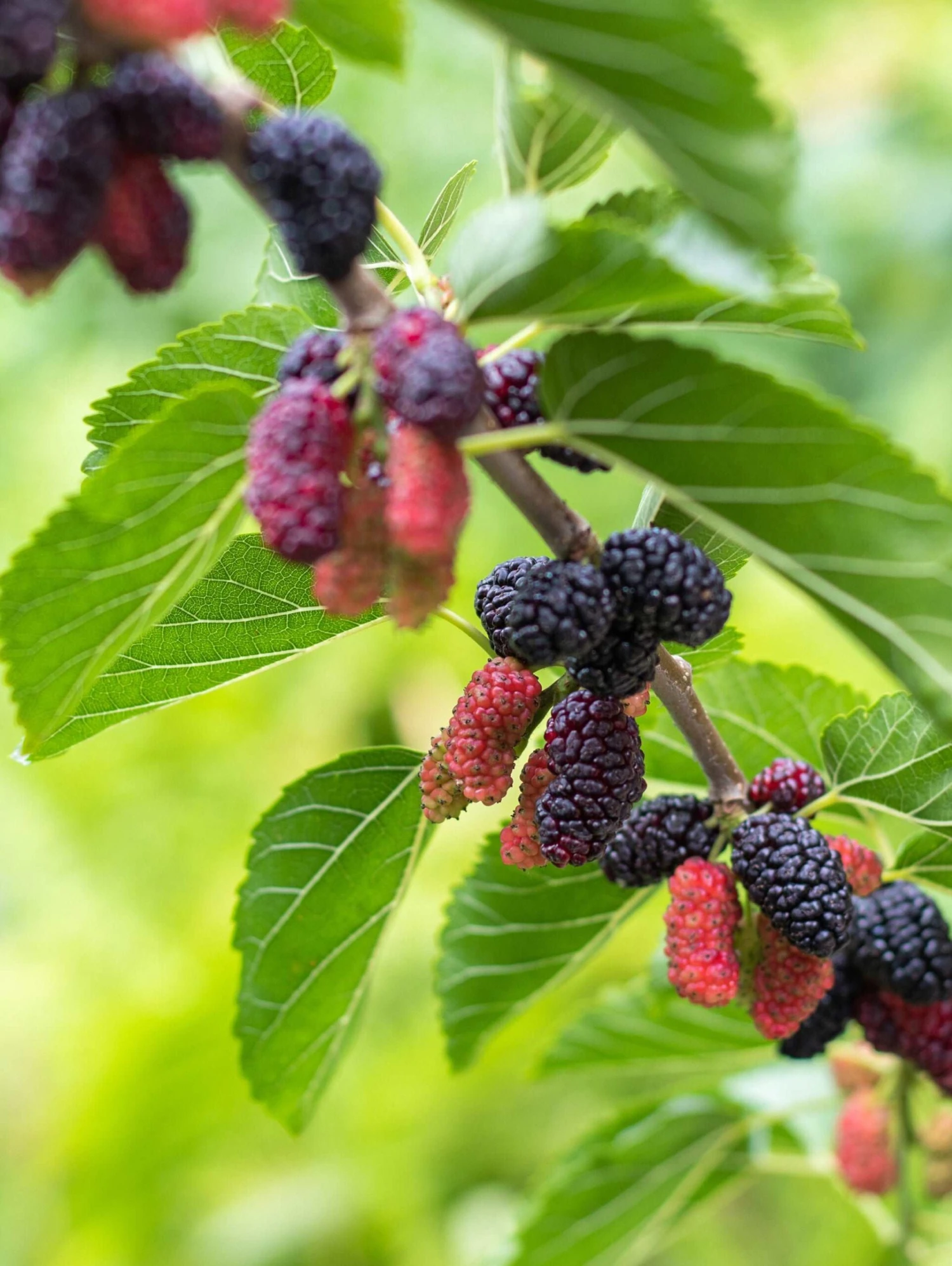 Early Bird Mulberry 1 Early Bird Mulberry