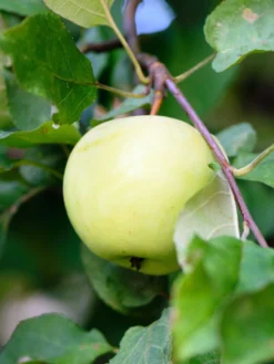 Flower Of Kent Apple