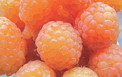 Honey Queen Raspberry