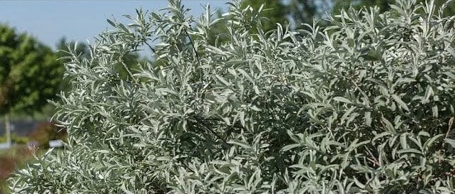 Alpha Iceberg Alley® Salix First Editions® 1 Alpha Iceberg Alley® Salix First Editions®