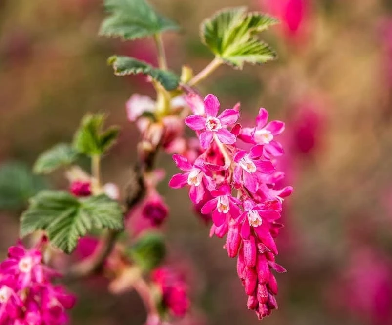 King Edward VII Flowering Currant 1 King Edward VII Flowering Currant