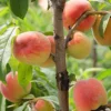Reliance Peach