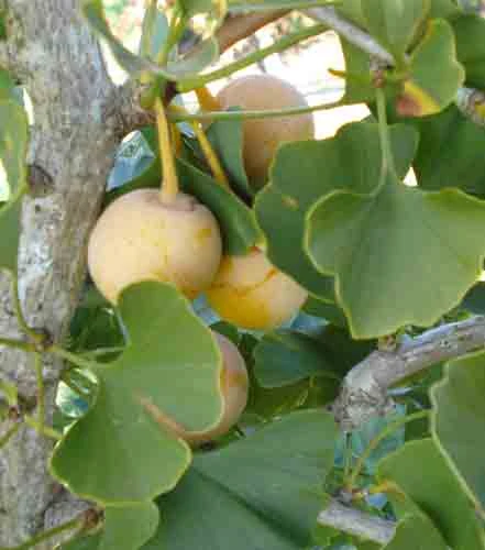 Salem Lady Female Ginkgo 1 Salem Lady Female Ginkgo