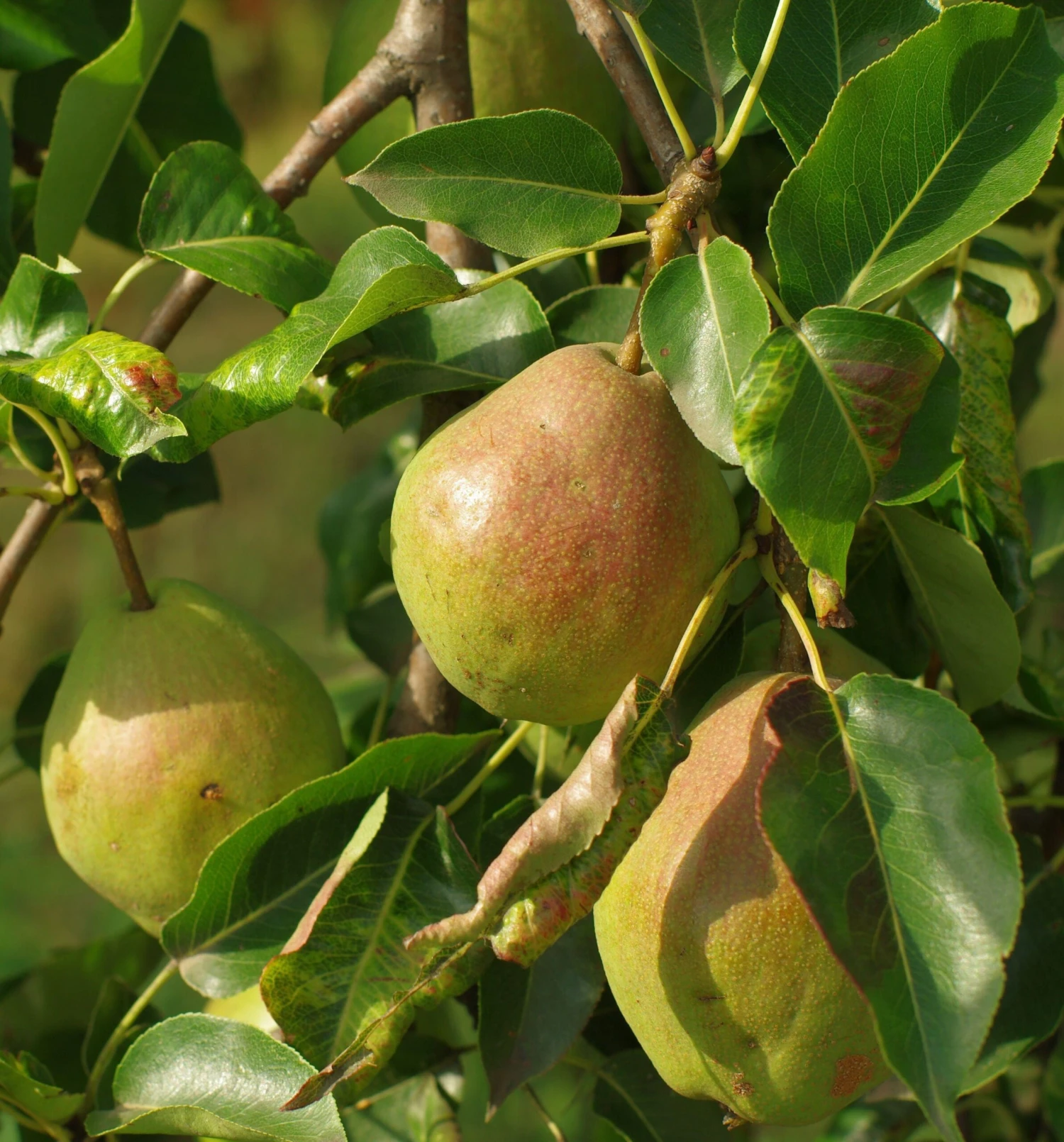 Bartlett European Pear 1 Bartlett European Pear