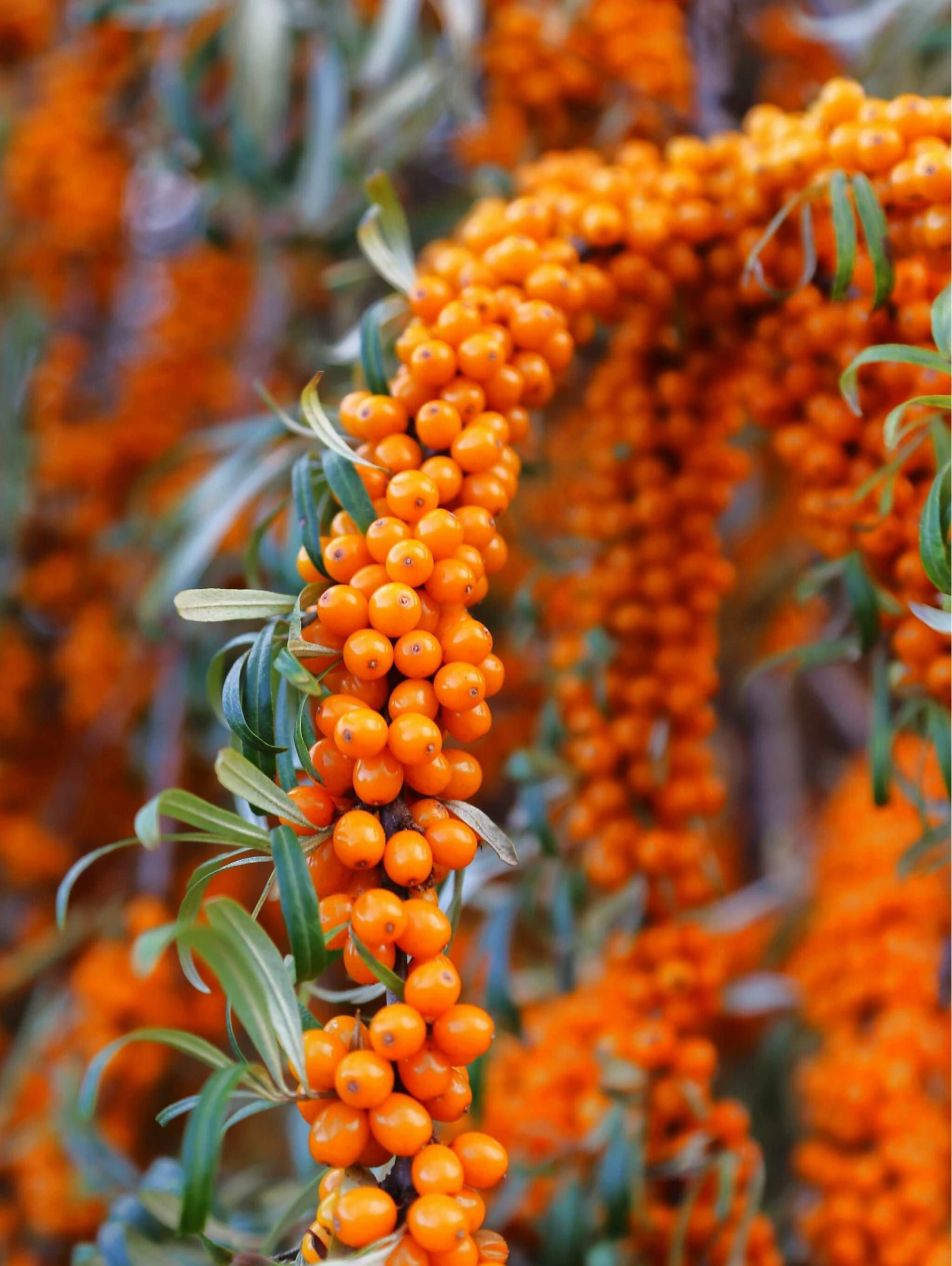 Star Of Altai Sea Berry™ 1 Star Of Altai Sea Berry™