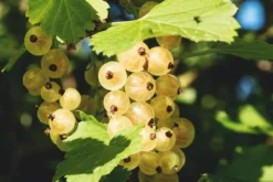 Zitavia Currant