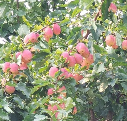 Centennial Crabapple 2 Centennial Crabapple - Image 2