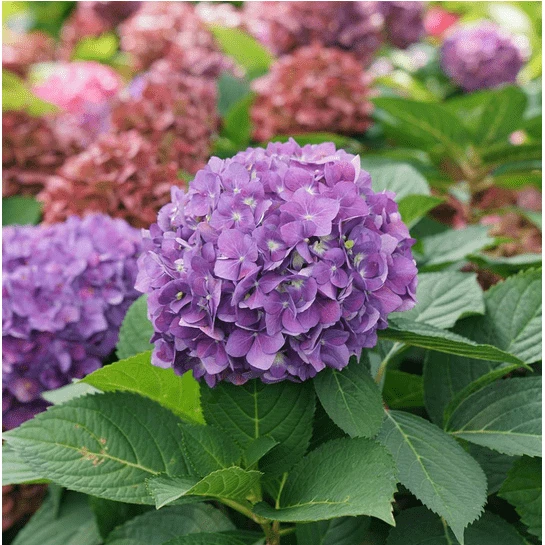 Let's Dance ¡Arriba!® Reblooming Hydrangea 2 Let's Dance ¡Arriba!® Reblooming Hydrangea - Image 2