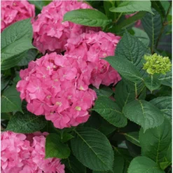 New Products 15 Let's Dance ¡Arriba!® Reblooming Hydrangea