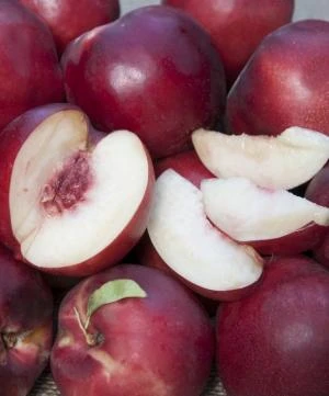 Atomic Red Flowering Nectarine 1 Atomic Red Flowering Nectarine