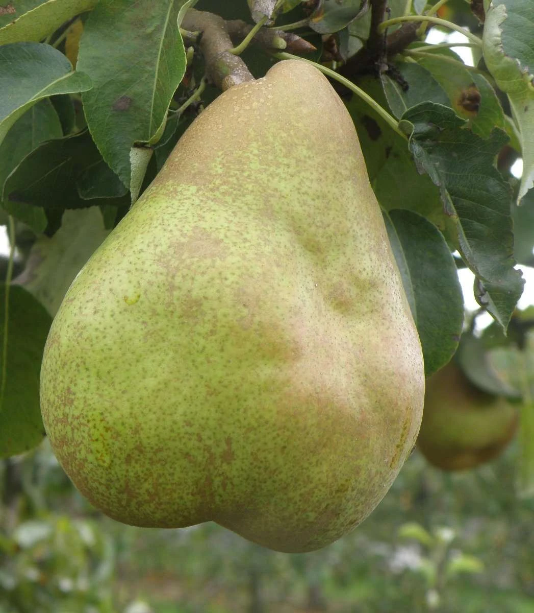 Comice European Pear 1 Comice European Pear
