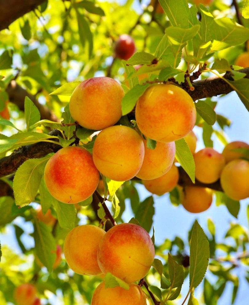 Baby Crawford Peach 1 Baby Crawford Peach