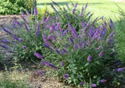 LO & BEHOLD® ‘Blue Chip Jr.’ 5 LO & BEHOLD® ‘Blue Chip Jr.’ -Selected Plant Seed Shop bcjr