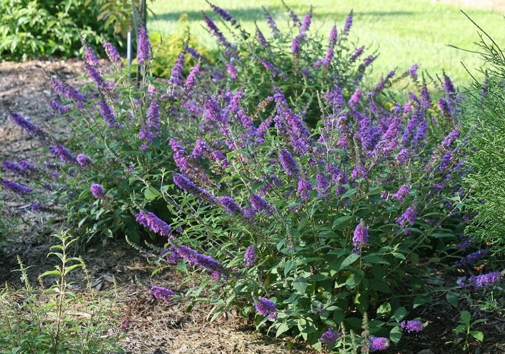 LO & BEHOLD® ‘Blue Chip Jr.’ 3 LO & BEHOLD® ‘Blue Chip Jr.’ - Image 3