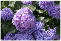 Let's Dance® Blue Jangles® Reblooming Hydrangea 7 Let's Dance® Blue Jangles® Reblooming Hydrangea -Selected Plant Seed Shop bjangle