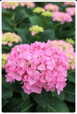 Let's Dance® Blue Jangles® Reblooming Hydrangea 6 Let's Dance® Blue Jangles® Reblooming Hydrangea -Selected Plant Seed Shop bjangle2
