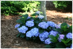 New Products 7 Let's Dance® Blue Jangles® Reblooming Hydrangea