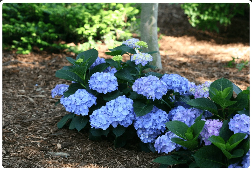 Let's Dance® Blue Jangles® Reblooming Hydrangea 1 Let's Dance® Blue Jangles® Reblooming Hydrangea