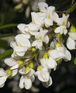 Black Locust Seedling