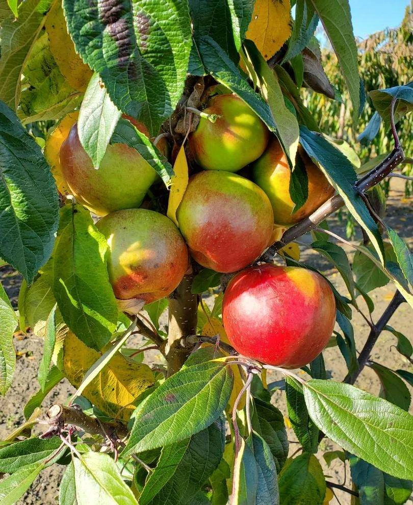 Blushing Delight™ Urban™ Columnar Apple 1 Blushing Delight™ Urban™ Columnar Apple