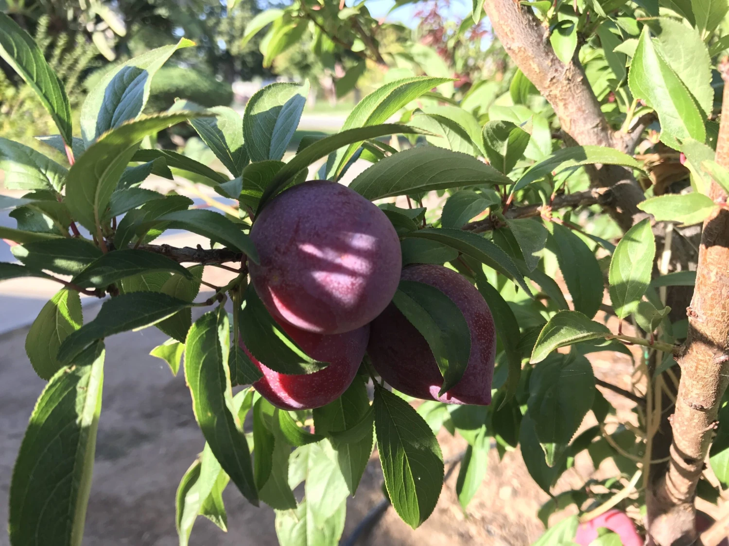 Candy Heart Pluerry 1 Candy Heart Pluerry