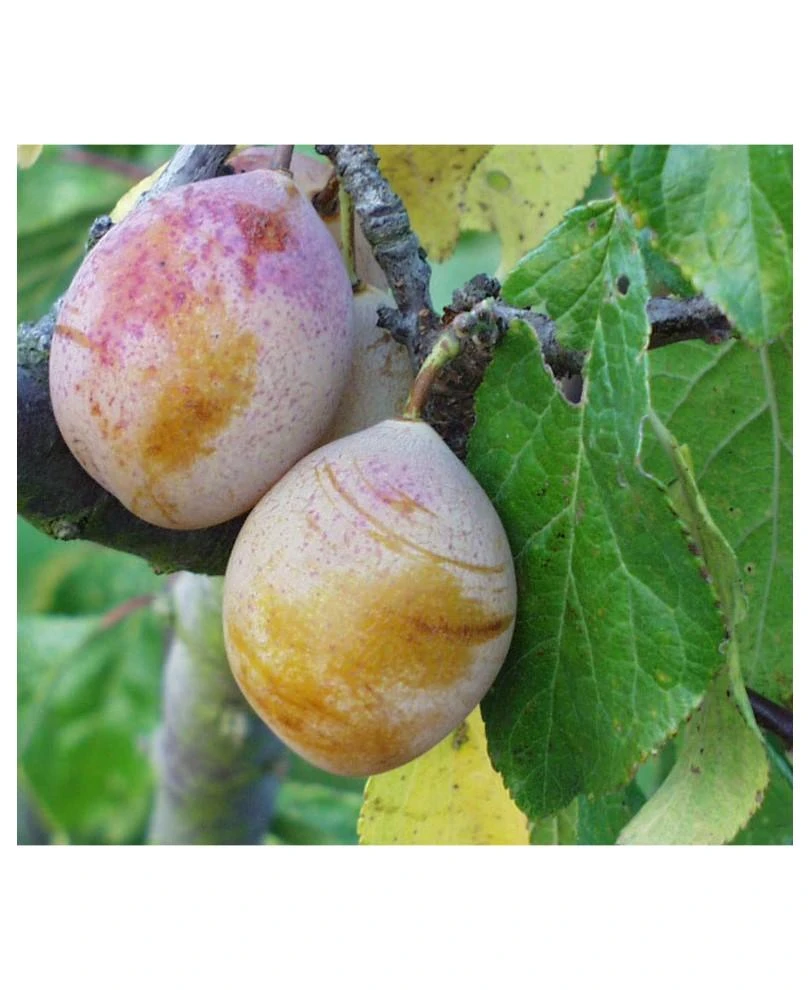 Coe's Golden Drop European Plum 1 Coe's Golden Drop European Plum