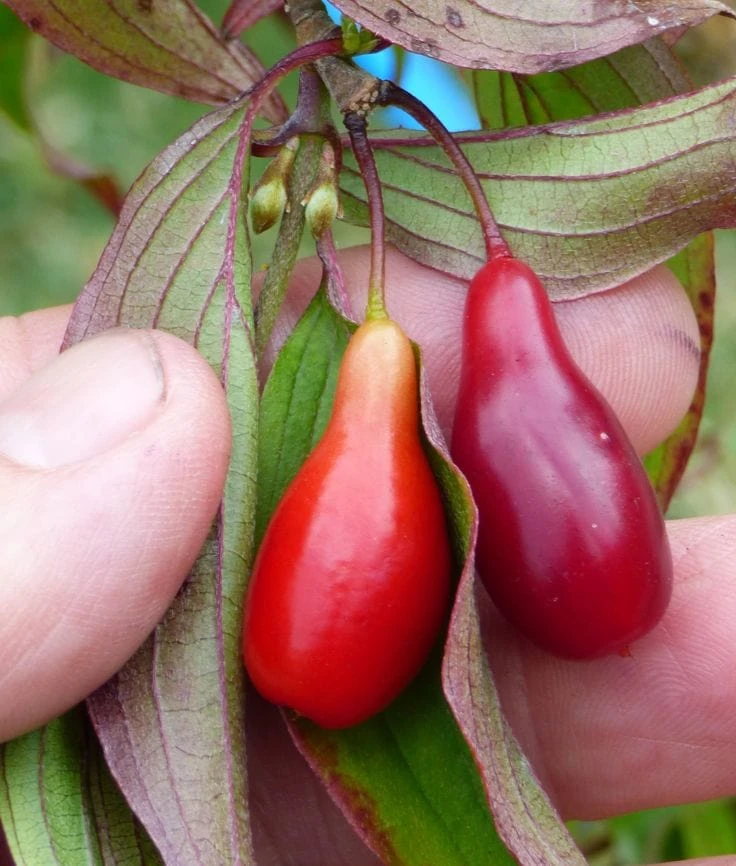 Elegant™ Cornus Mas 1 Elegant™ Cornus Mas