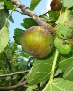 Dauphine Fig