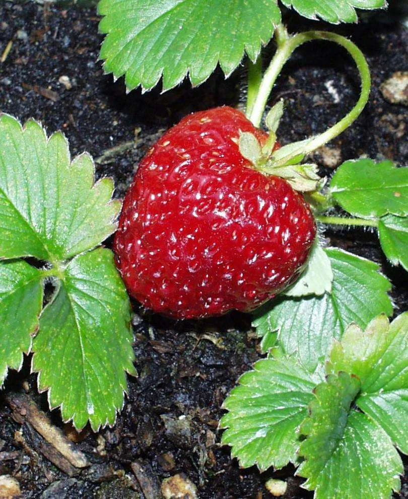 Marshall Strawberry 1 Marshall Strawberry