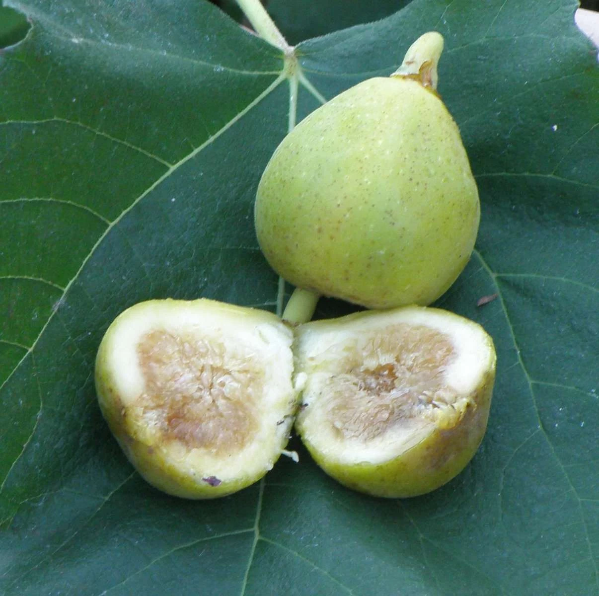 Mary Lane Fig 1 Mary Lane Fig