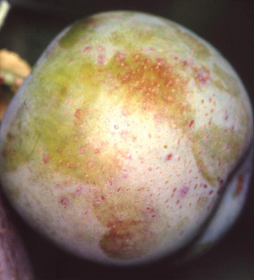 Golden Transparent European Plum 1 Golden Transparent European Plum