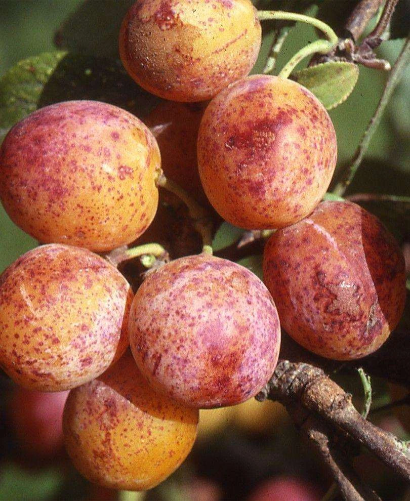 Combo Mirabelle Plum (5 Varieties) 1 Combo Mirabelle Plum (5 Varieties)