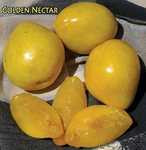 Golden Nectar Asian Plum 1 Golden Nectar Asian Plum
