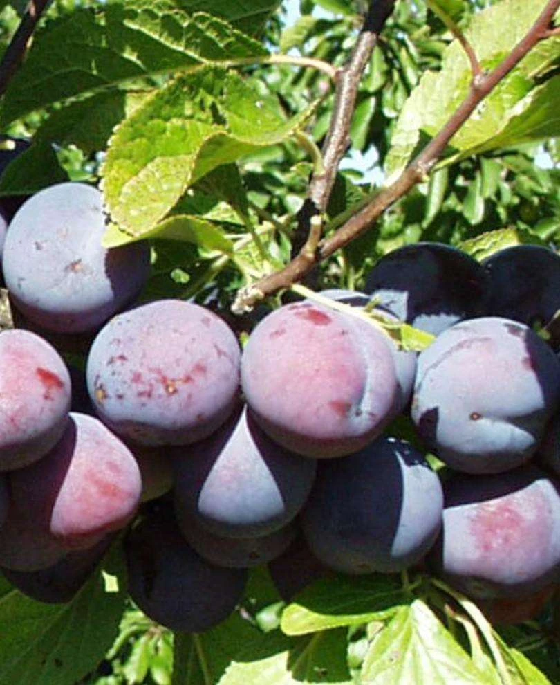 Gras Romanesc European Plum 1 Gras Romanesc European Plum