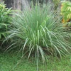 Lemon Grass