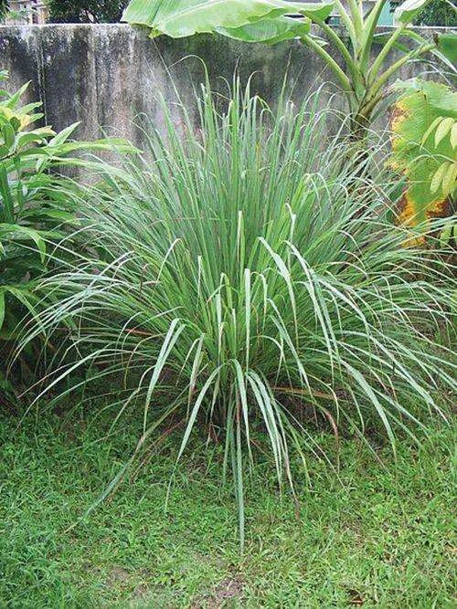 Lemon Grass 1 Lemon Grass