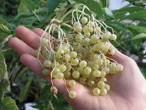 Goldbeere Elderberry 1 Goldbeere Elderberry