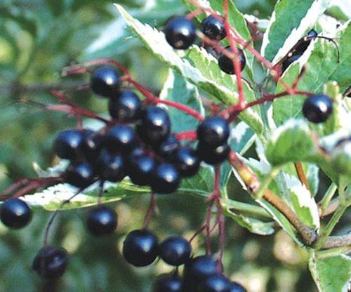 Variegated Elderberry 2 Variegated Elderberry - Image 2