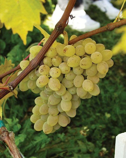 Neptune Seedless Grape 1 Neptune Seedless Grape