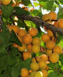 Hunza Apricot