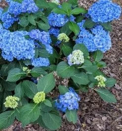 New Products 3 Double Down® Hydrangea