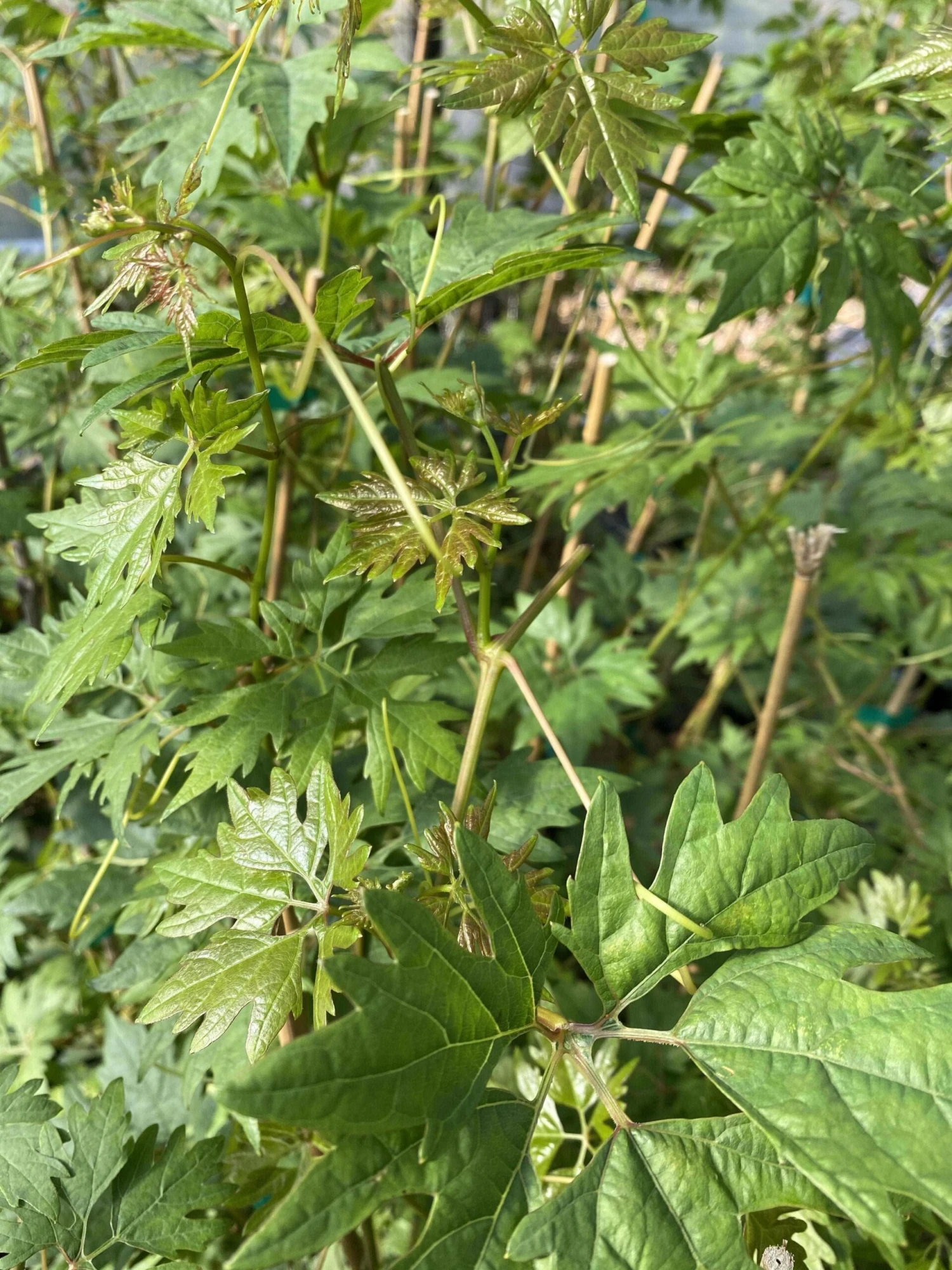 Sweet Lace Grape 1 Sweet Lace Grape