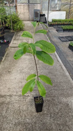 Paw Paw Seedling