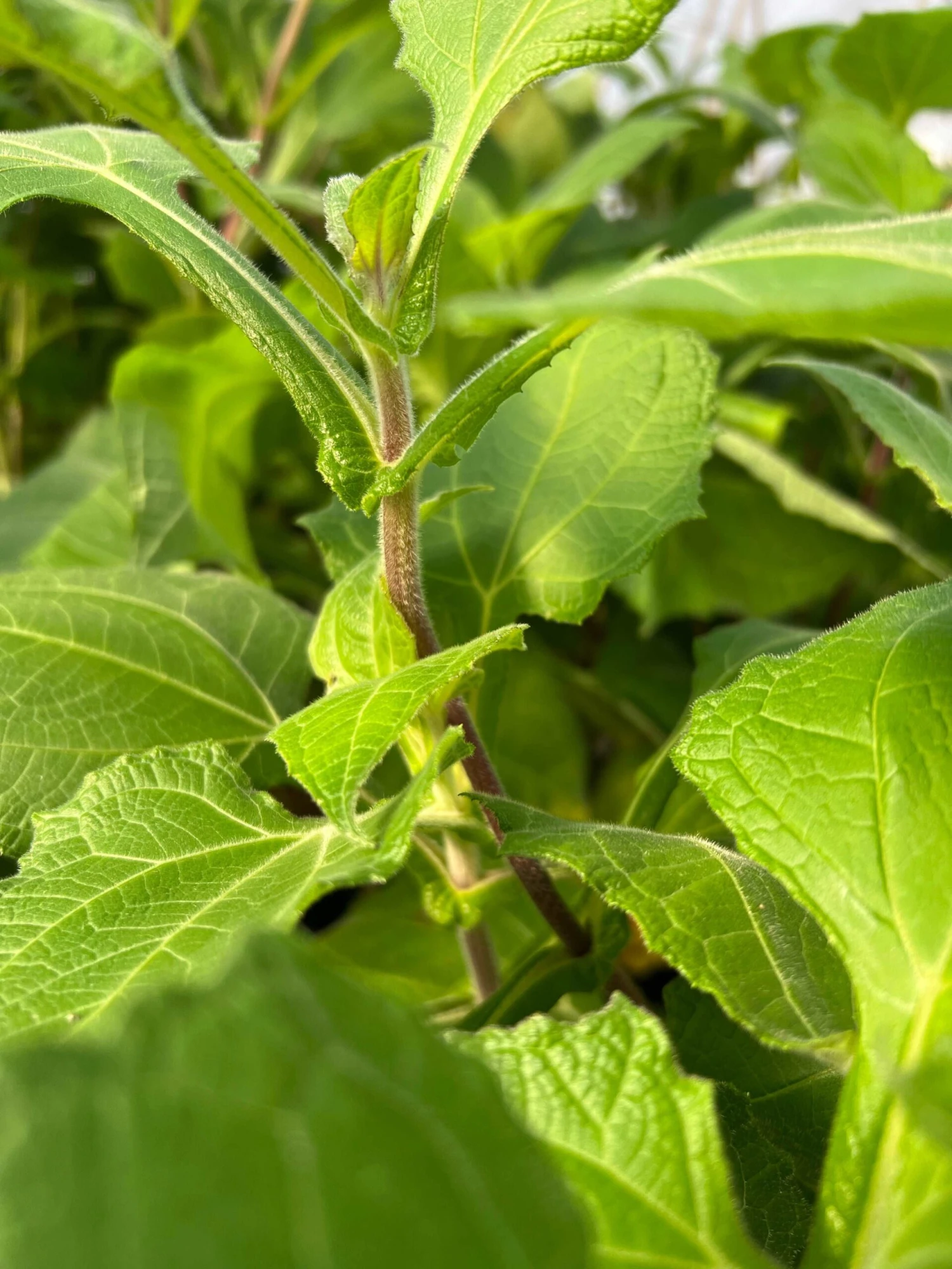 Purple Yacon 1 Purple Yacon