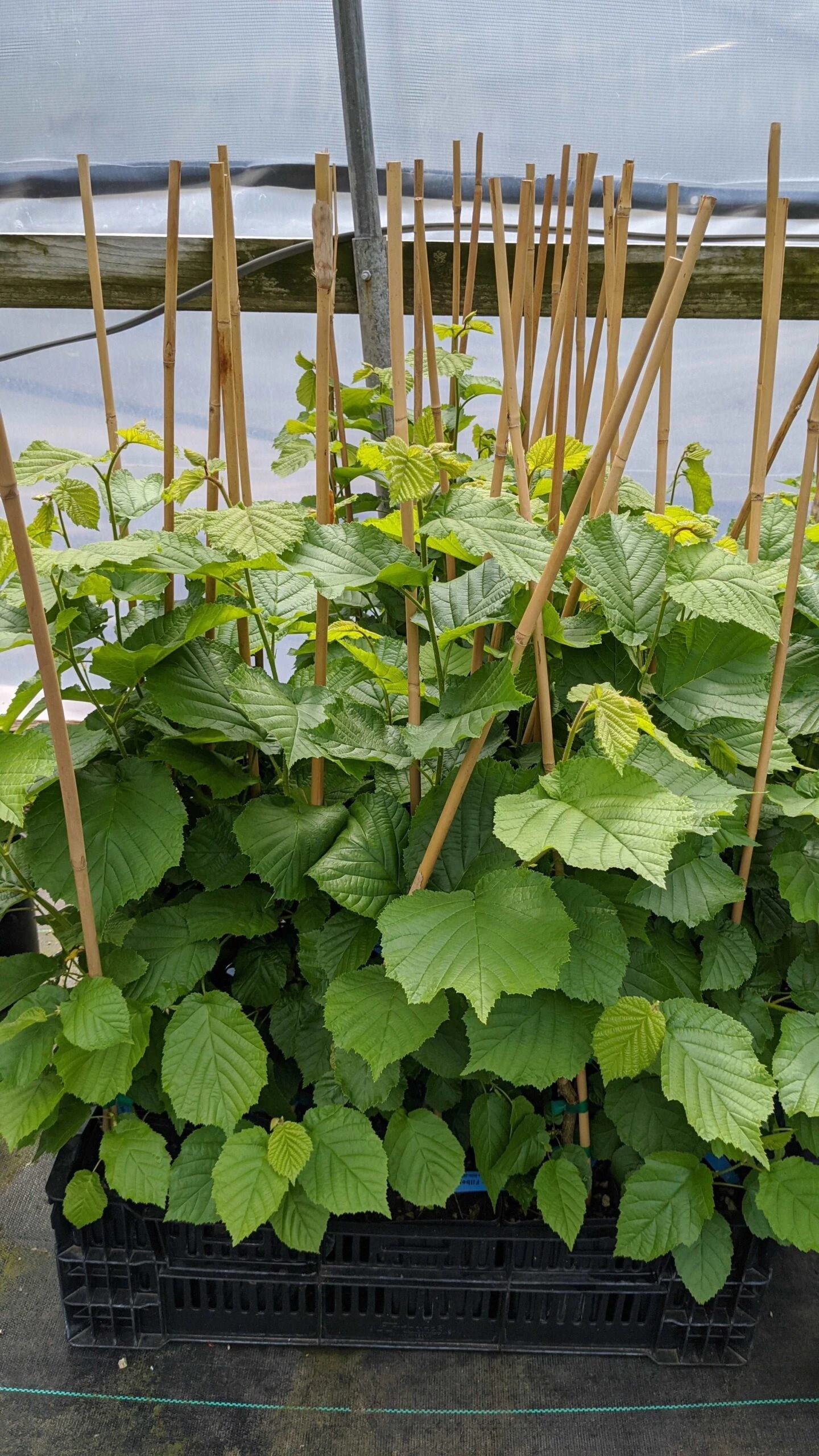 Wepster Filbert Hazelnut 1 Wepster Filbert Hazelnut