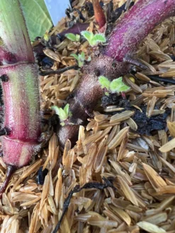 Purple Yacon 5 Purple Yacon -Selected Plant Seed Shop image 82187f30 873f 47de 989e 30847d731294 3 scaled